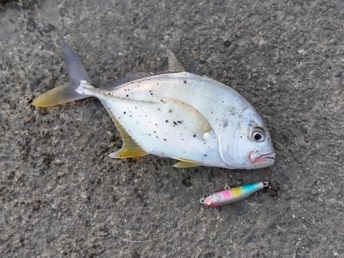 メッキの釣果