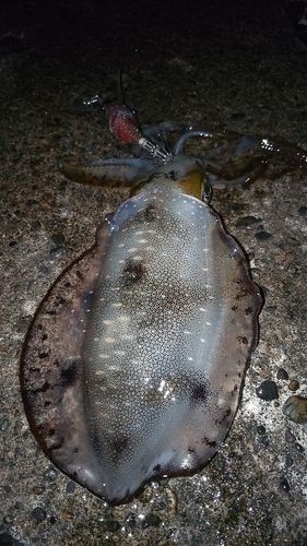 アオリイカの釣果