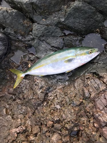 イナダの釣果