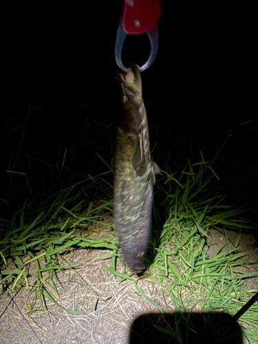 マナマズの釣果