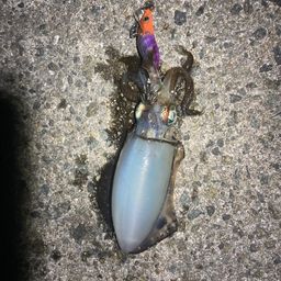 アオリイカ
