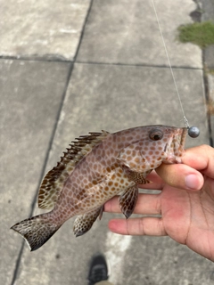 オオモンハタの釣果