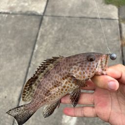 オオモンハタ