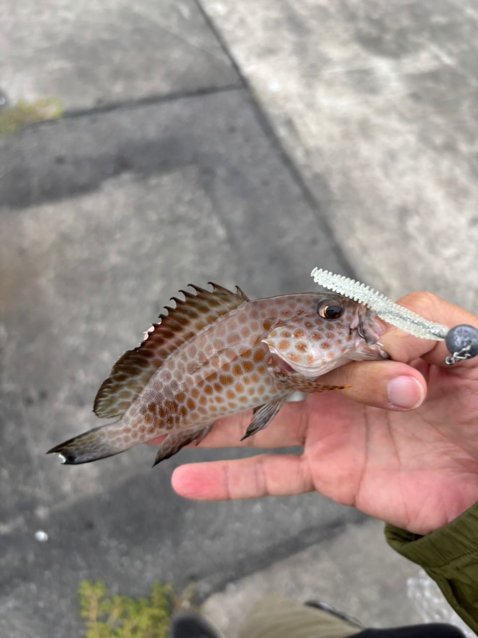 オオモンハタ