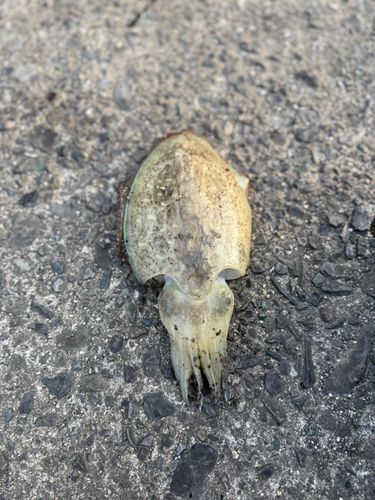 コウイカの釣果