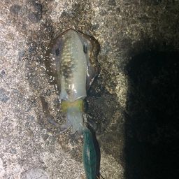 アオリイカ