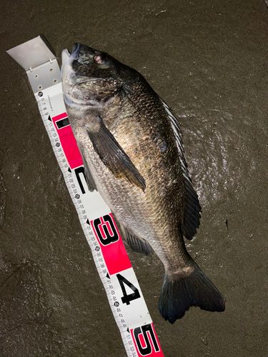 クロダイの釣果