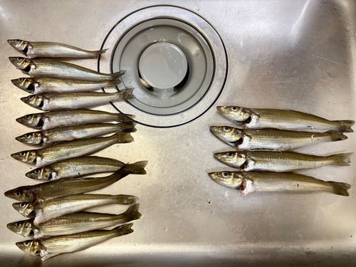 キスの釣果
