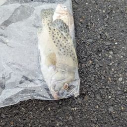 コショウダイ