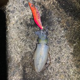 アオリイカ