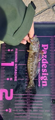 アナハゼの釣果