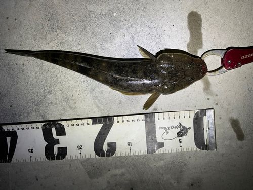 マゴチの釣果