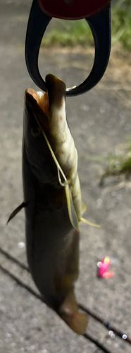 マナマズの釣果