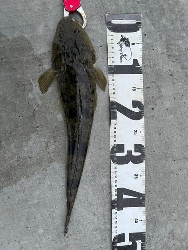 マゴチの釣果