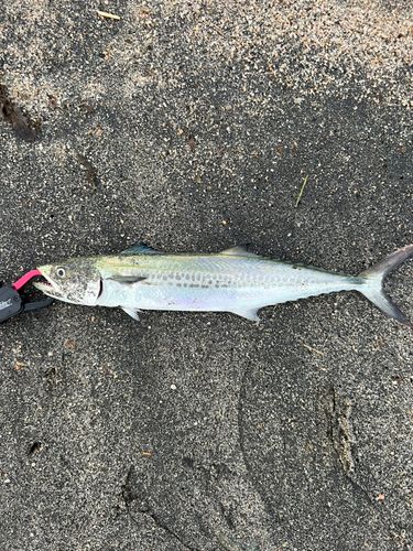 サゴシの釣果