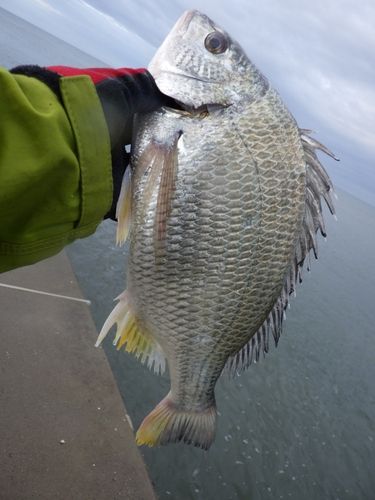 キビレの釣果