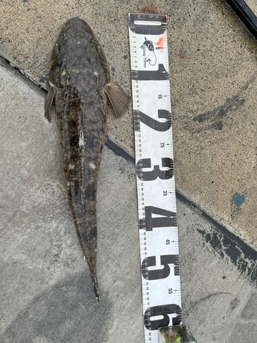 マゴチの釣果