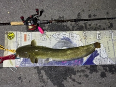 マナマズの釣果