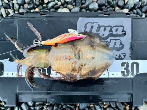 アオリイカの釣果