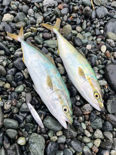 ワカシの釣果