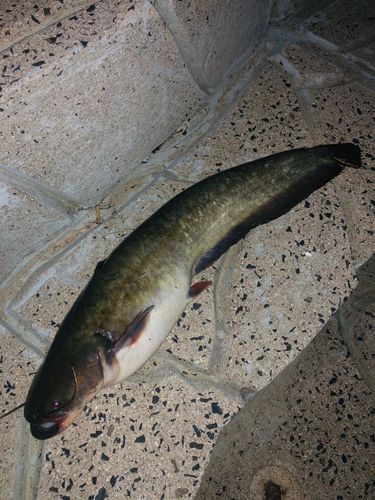 ナマズの釣果