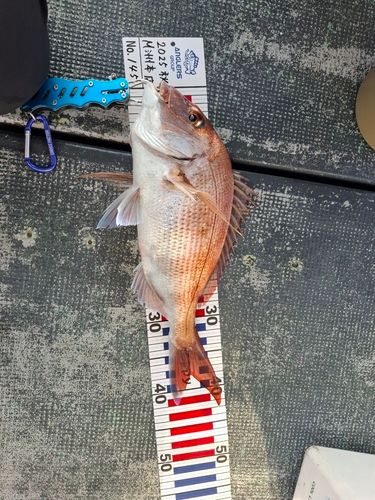 マダイの釣果