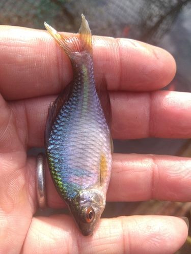 タイリクバラタナゴの釣果