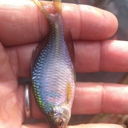 タイリクバラタナゴ
