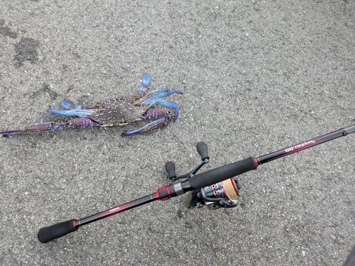 カニの釣果
