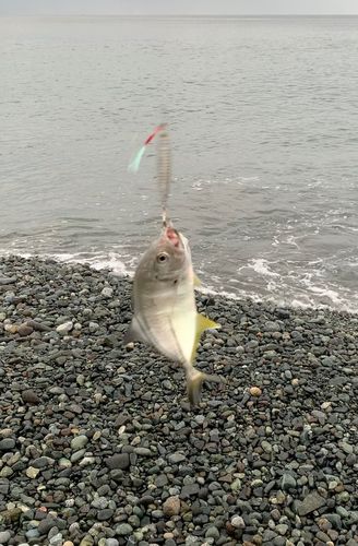 ギンガメアジの釣果