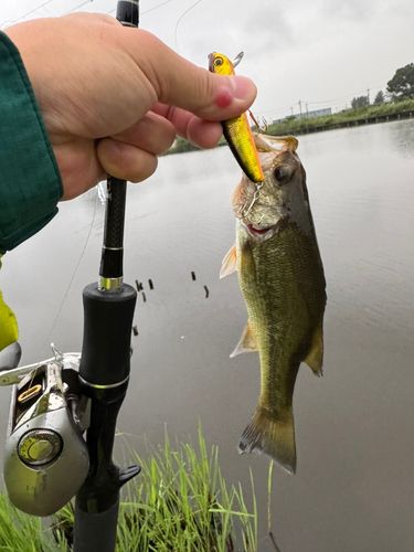ラージマウスバスの釣果