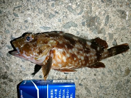 ガシラの釣果