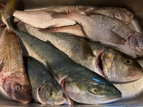 釣堀紀州