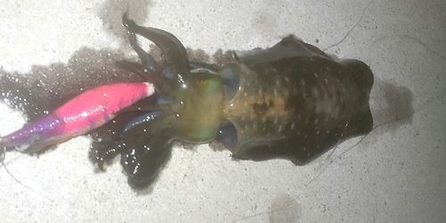 アオリイカの釣果
