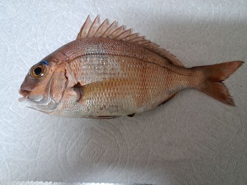 チャリコの釣果