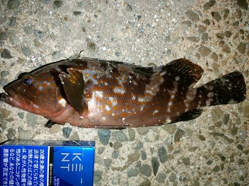 アコウの釣果