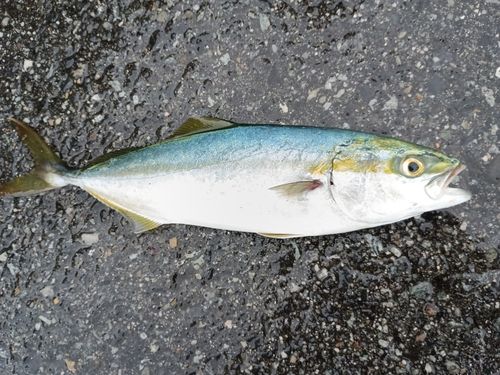 ツバスの釣果