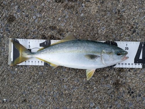 フクラギの釣果