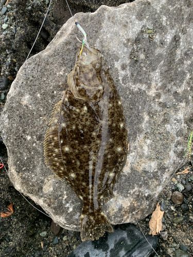 ソゲの釣果
