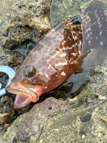 キジハタの釣果