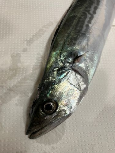 サゴシの釣果