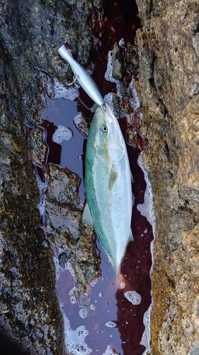 イナダの釣果