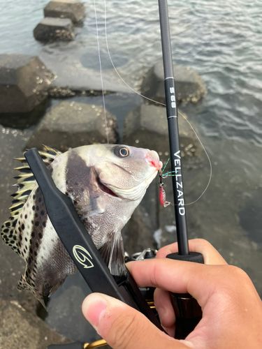 コショウダイの釣果
