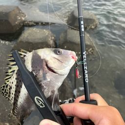 コショウダイ