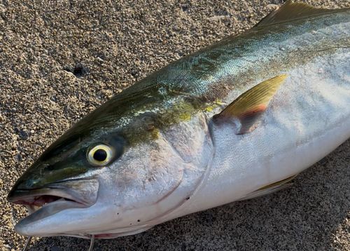 ハマチの釣果