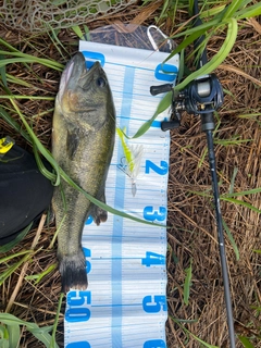 ブラックバスの釣果