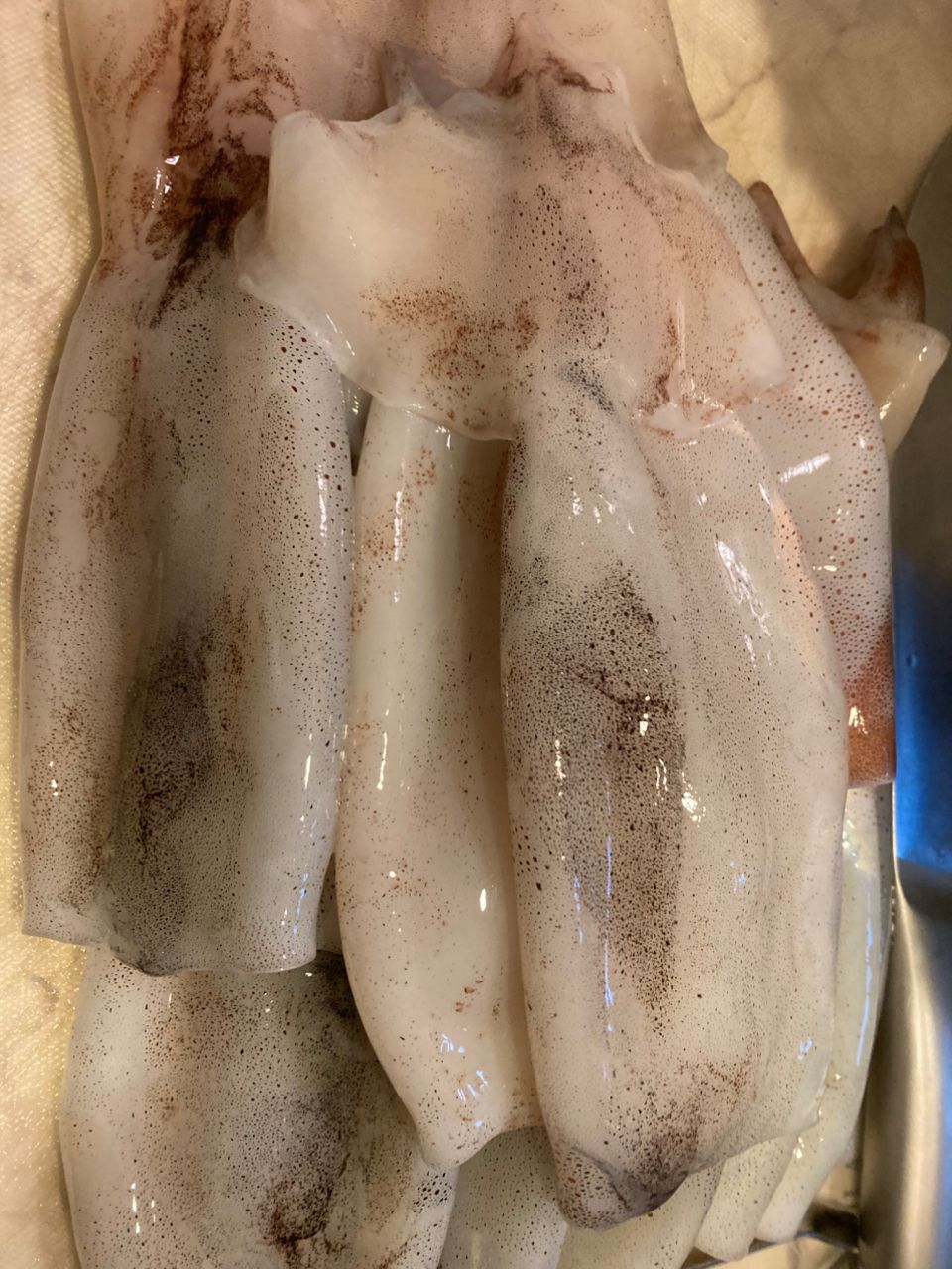 ドッコイサーさんの釣果 1枚目の画像