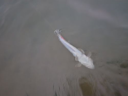 マゴチの釣果