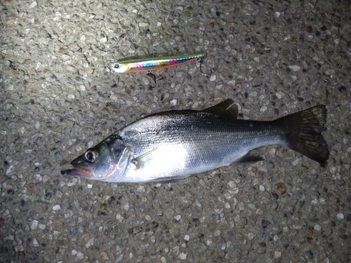 セイゴ（マルスズキ）の釣果