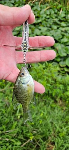 ブルーギルの釣果